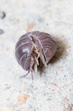 Roly Poly Bug, Armadillidium vulgare, korunmak için beton zeminde yuvarlandı. Yüksek kalite fotoğraf
