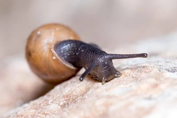 Decollate Snail Rumina Decollata Moving Rock Sunny Day July 2020 — Stock Photo, Image