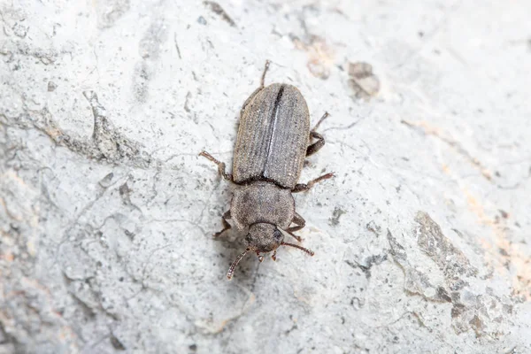 Escarabajo Scleron Armatum Camina Sobre Una Roca Bajo Sol Foto — Foto de Stock