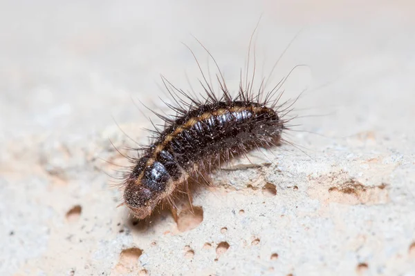 Anthrenus Verbasci Larvae Walks Concrete Floor Sun High Quality Photo — Stock Photo, Image