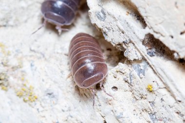Roly Poly böceği, Armadillidium vulgare, güneşin altında beton zeminde yürüyor.