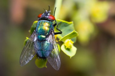 Sıradan yeşil şişe sineği, Lucilia Sericata, küçük bir çiçekte poz verir.
