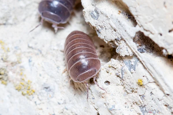 Roly poly bug, Armadillidium vulgare, séta a betonon a nap alatt — Stock Fotó