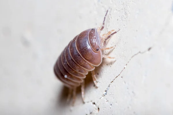 Roly poly bug, Armadillidium vulgare, climbing on a concrete wall under the sun — Stock Photo, Image