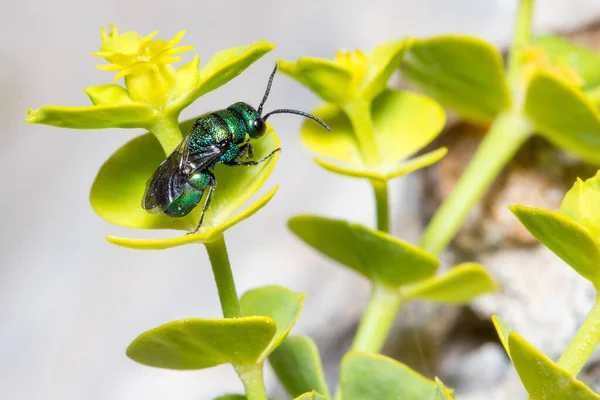 Cuckoo wasp, Chrysis sp., resting on a green leaf — Stock Photo, Image