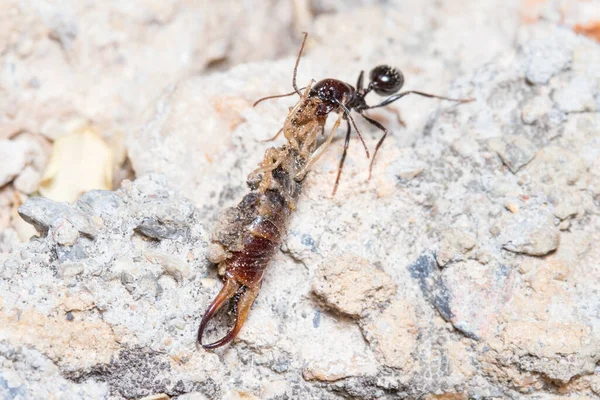 Messor barbarus ants arrastrando el cuerpo os a Forficula auricularia — Foto de Stock