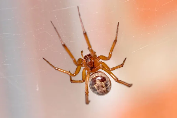 Harige Steatoda nobilis spin wachtend op prooien in zijn web — Stockfoto