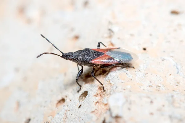 Kireç tohumu böceği, Oxycarenus lavabosu güneşin altındaki beton bir duvardan bakıyor. — Stok fotoğraf