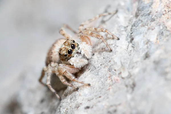 Mujer Menemerus semilimbatus spider posó sobre una roca esperando presas — Foto de Stock