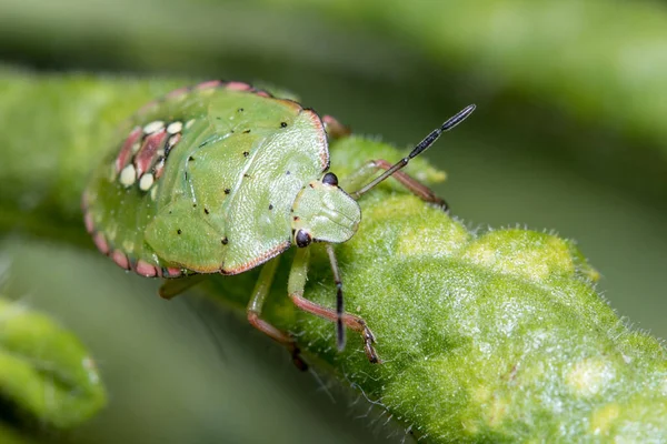 Quinto instar Nezara viridula escudo bug sobe uma planta verde em um dia ensolarado — Fotografia de Stock