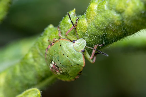 Quinto instar Nezara viridula escudo bug sobe uma planta verde em um dia ensolarado — Fotografia de Stock