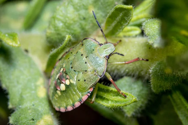 Cinquième stade Nezara viridula bug bouclier grimpe une plante verte par une journée ensoleillée — Photo