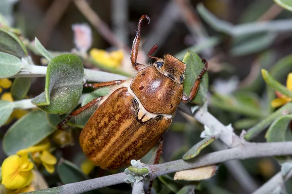 Anoxia sp. besouro estrume tentando subir a um arbusto em um dia ensolarado — Fotografia de Stock