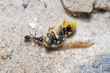 Messor Barbarus hasat karıncaları ölü bir eşekarısının cesedini sürüklüyor. Yüksek kalite fotoğraf