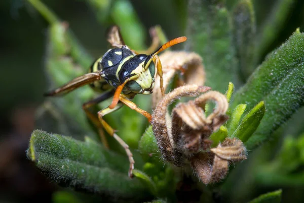 Polistes Dominula Wespe Auf Nahrungssuche Einer Grünen Pflanze Hochwertiges Foto — Stockfoto