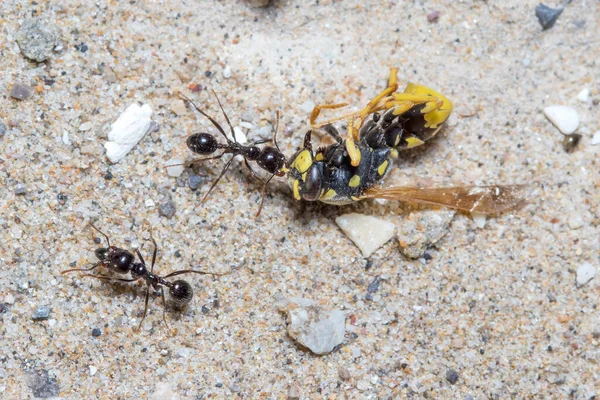 Messor Barbarus Harvester Ant Dragging Body Dead Wasp High Quality — Stock Photo, Image