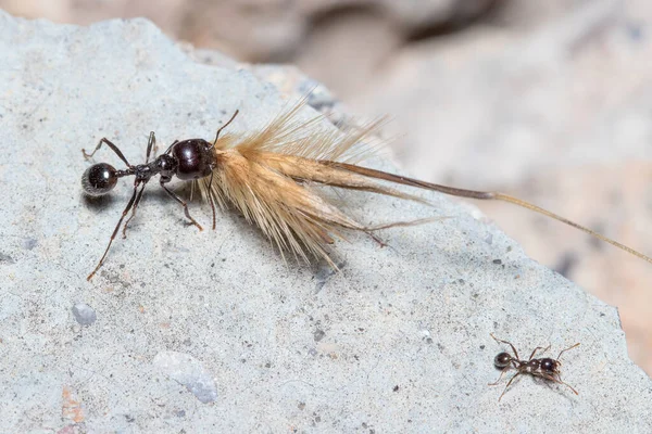 Hormiga Cosechadora Messor Barbarus Arrastrando Una Enorme Semilla Sobre Piso — Foto de Stock