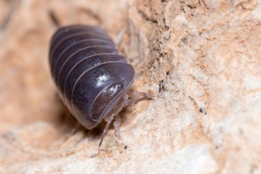 Roly Poly böceği, Armadillidium vulgare, güneşin altında beton zeminde yürüyor.