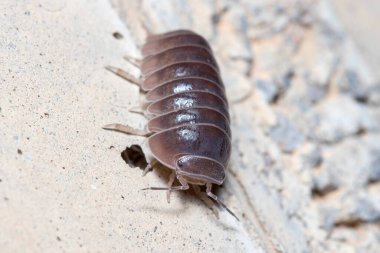 Roly Poly böceği, Armadillidium vulgare, güneşin altında beton zeminde yürüyor.