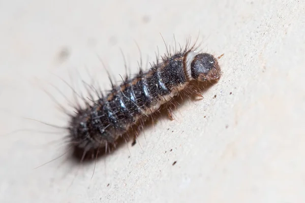 Las larvas de Anthrenus verbasci trepan por una pared de hormigón en un día soleado — Foto de Stock