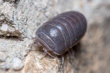 Roly Poly böceği, Armadillidium vulgare, güneşin altında beton zeminde yürüyor.