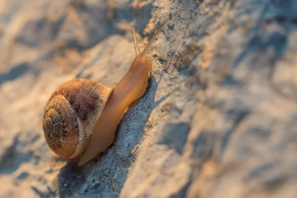 Helix aspersa caracol rasteja até uma rocha sob o sol — Fotografia de Stock