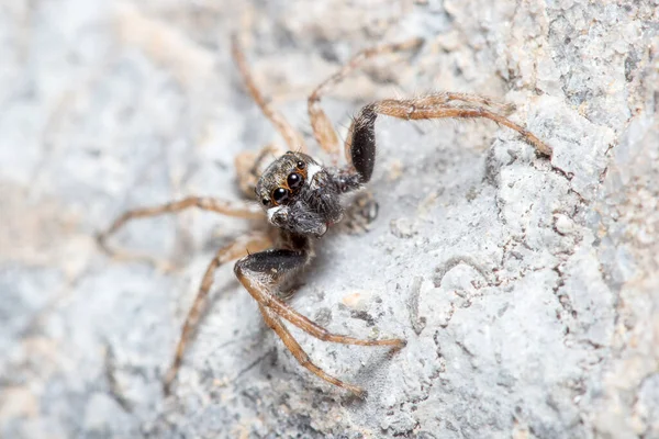 Αρσενικό Menemerus semilimbatus αράχνη ποζάρουν σε ένα βράχο περιμένοντας θηράματα — Φωτογραφία Αρχείου