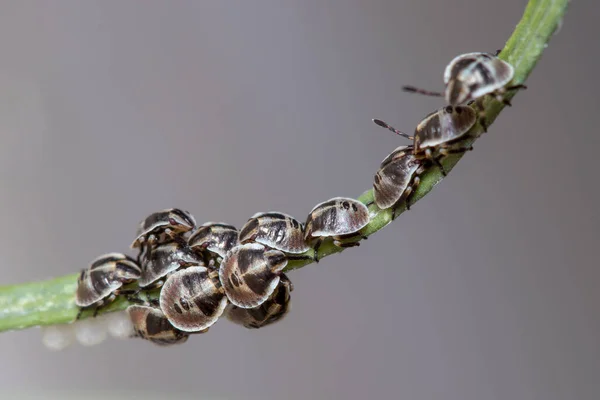 Colonie de pentatomidés récemment nés boucliers insectes reposant sur une brindille — Photo