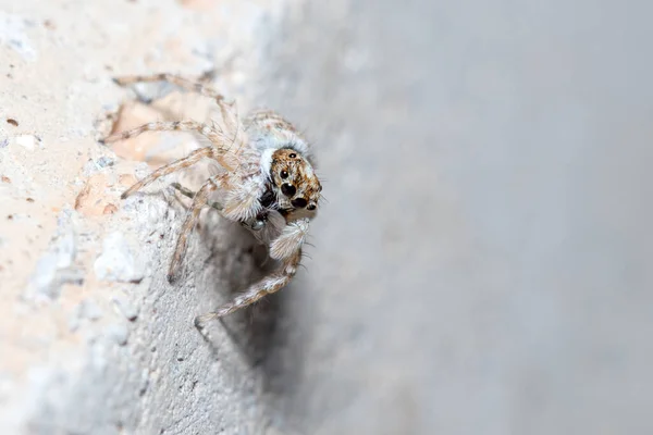 Aranha Menemerus Semilimbatus Fêmea Comer Sua Presa Foto Alta Qualidade — Fotografia de Stock