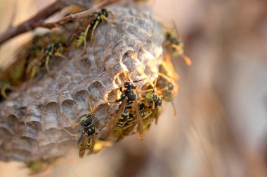 Polistes dominula kağıt eşekarıları yuvalarıyla ilgileniyorlar.