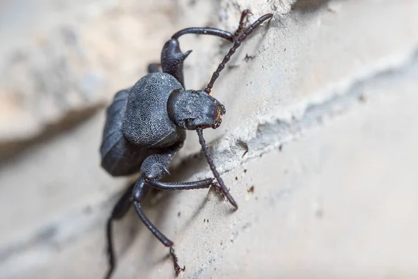 Scaurus rugulosus kumbang memanjat dinding beton pada hari yang cerah — Stok Foto