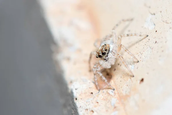 Aranha Menemerus semilimbatus fêmea olhando de uma parede de concreto — Fotografia de Stock