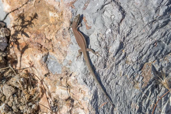 Lagarto Podarcis hispanica acostado en una roca en un día soleado —  Fotos de Stock