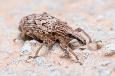 Beton bir duvarda yürüyen Rhytideres plicatus buğday bitleri