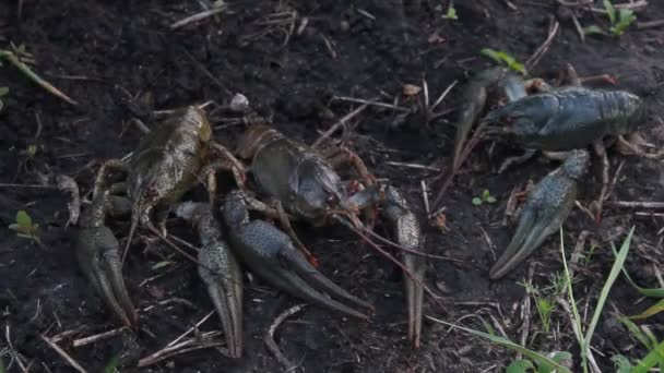 Lagostim Europeu Astacus Astacus Lagostim Nobre Lagostim Dedos Largos Espécie — Vídeo de Stock