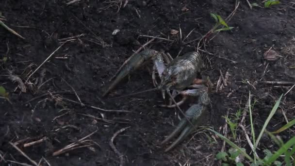 European Crayfish Astacus Astacus Noble Crayfish Broad Fingered Crayfish Most — Wideo stockowe