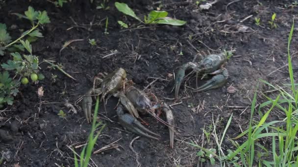 European Crayfish Astacus Astacus Noble Crayfish Broad Fingered Crayfish Most — Wideo stockowe