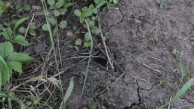 Hindistan cevizi gergedan böceği Oryctes gergedan 