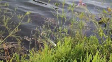 Havuzdan balık çeken bir iniş filesinin yakın çekimi..