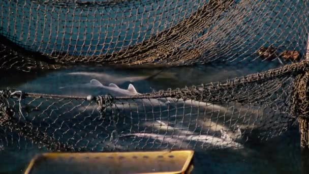 Sturgeon fish in a net for transplanting for the winter. — Stock Video