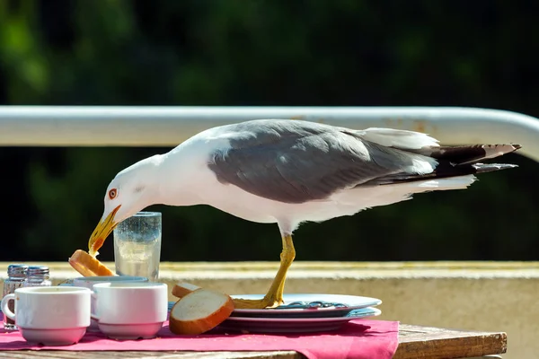 A seagull stealing food from a restaurant table