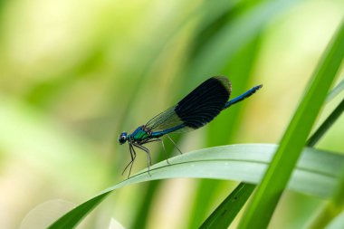 Mavi yusufçuk su kenarında bir yaprak üzerinde uzanmış güneşin tadını çıkarır