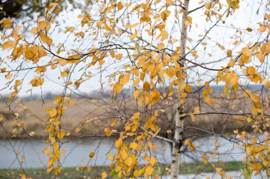 Nehrin yanında sonbahar ağaç sabahları. Altın sarı yapraklar ile huş ağacı.