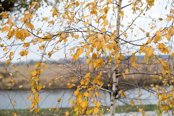 Nehrin yanında sonbahar ağaç sabahları. Altın sarı yapraklar ile huş ağacı.