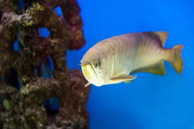 Arowana Akvaryum, en sevdiğin balık ile bu uzun vücut, güzel dragon şekil zengin aile içinde belgili tanımlık akvaryum dekorasyon için renkli.