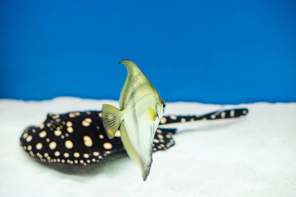 Aquarium Fish Monodactylus Argenteus Potamotrygon Leopoldi Background — Stock Photo, Image