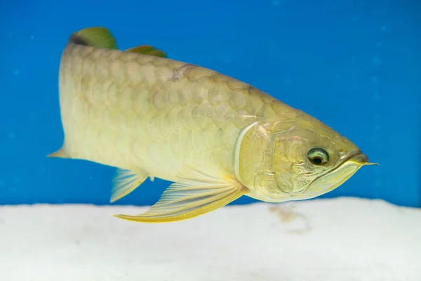 Arowana Aquarium Favorite Fish Long Body Beautiful Dragon Shape Colorful — Stock Photo, Image