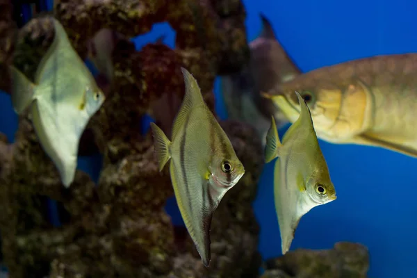 Aquarium Fish Monodactylus Argenteus Arowana Background — Stock Photo, Image