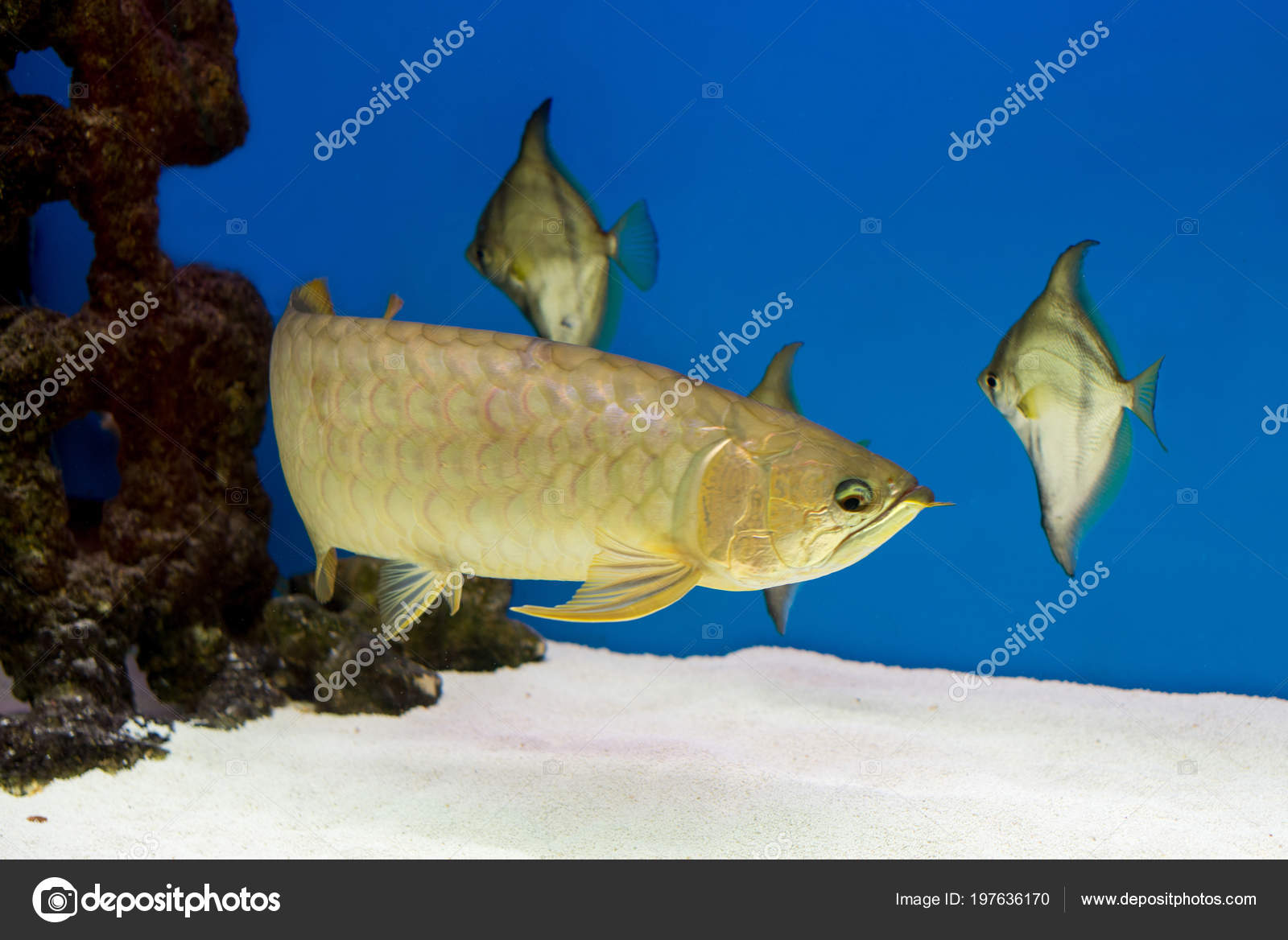 arowana aquarium