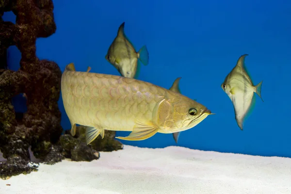 Arowana Aquarium Favorite Fish Long Body Beautiful Dragon Shape Colorful — Stock Photo, Image